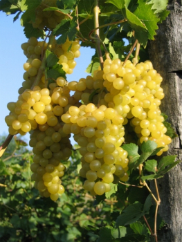 Kernlose Weintraubenpflanzen 1 x blau & 3 x weiß