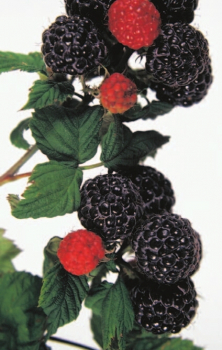 Himbeere Black Jewel