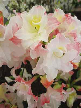 Preview: Rhododendron luteum "Jack A. Sand" 25-30