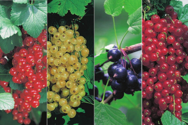 Johannisbeeren Kombination