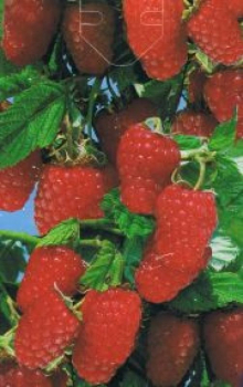 Himbeere Schoenemann