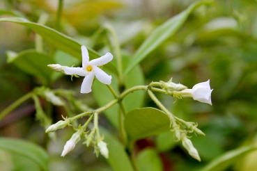 Jasminum officinales Fiona Sunrise - Gelber Duft-Jasmin fuer Balkon und Terasse