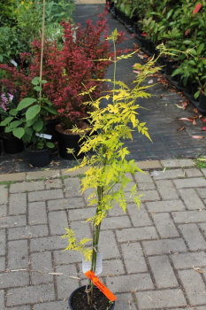 Jasminum officinales Fiona Sunrise - Gelber Duft-Jasmin fuer Balkon und Terasse