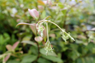 Jasminum officinales Fiona Sunrise - Gelber Duft-Jasmin fuer Balkon und Terasse