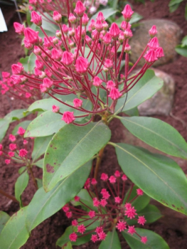 Preview: kalmia latifolia