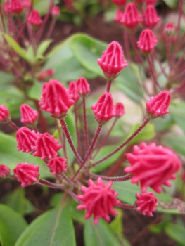 Preview: kalmia latifolia pinkobello