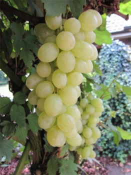 vitis vinifera romulus