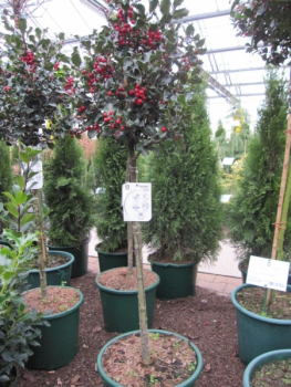 Ilex meserveae Blue Angel - Stechpalme Blue Angel - veredelt auf 80 cm Stamm - immergrün -