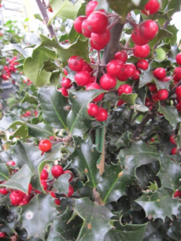 Ilex meserveae Blue Angel - Stechpalme Blue Angel - veredelt auf 80 cm Stamm - immergrün -