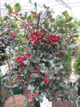 Ilex meserveae Blue Angel - Stechpalme Blue Angel - veredelt auf 80 cm Stamm - immergrün -