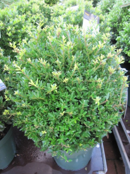 Ilex crenata Jelena (Twiggy) - japanische Stechpalme Jelena, Syn. Twiggy - Bergilex -