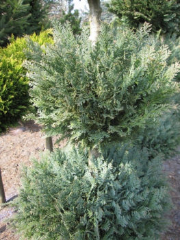 Chamaecyparis Columnaris Formschnitt Trio-Kugel - blaue  Scheinzypresse Columnaris - 125-150 cm