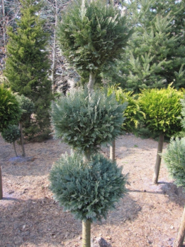 Chamaecyparis Columnaris Formschnitt Trio-Kugel - blaue  Scheinzypresse Columnaris - 125-150 cm