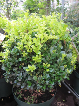 Ilex crenata Golden Rock - Bergilex Golden Rock - japanische Hülse