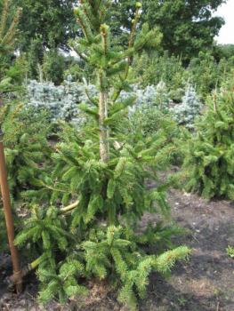Picea abies virgata Hexe