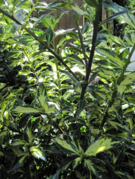 Preview: Ilex aquifolium White Cream - Stechpalme White Cream -
