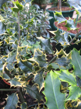 Ilex aquifolium Red Tips® - Stechpalme Red Tips® -