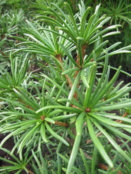 Preview: Sciadopitys verticillata Twister - japanische Schirmtanne Twister - 40-60cm