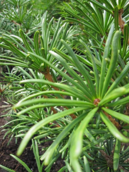 Preview: Sciadopitys verticillata Twister - japanische Schirmtanne Twister - 40-60cm