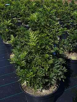 Crataegus monogyna "Compacta" (40-50 cm) Zwerg-Weißdorn