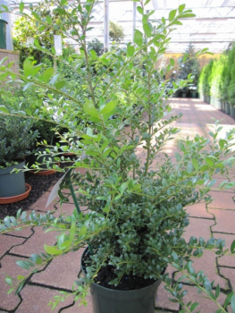 Ilex crenata Ellipta Convex - Stechpalme Ellipta Convex - Japanische Hülse -