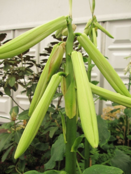 Cardiocrinum Giganteum - Riesenherzblattlilie -