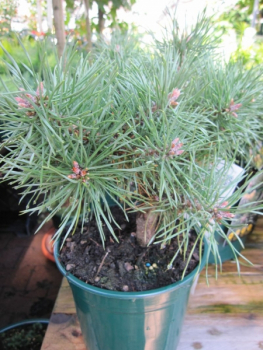 Pinus sylvestris Bexel - Waldkiefer Bexel -