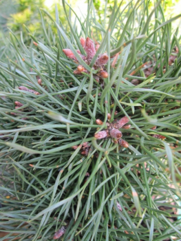 Preview: Pinus sylvestris Bexel - Waldkiefer Bexel -