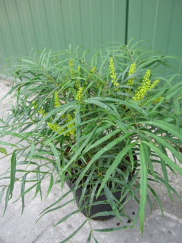 Mahonia eurybracteata Soft Caress - chinesische Mahonie Soft Caress ca.  30-40 cm