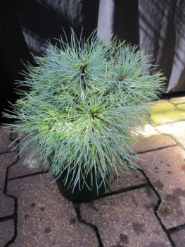 Preview: Pinus strobus Sea Urchin - Seidenkiefer - Weymouthskiefer - 15-20cm