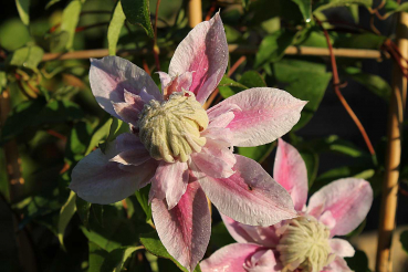 Clematis Josephine Waldrebe Rosen-Clematis