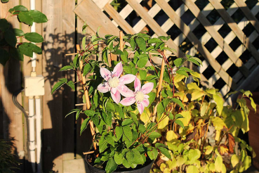 Preview: Clematis Josephine Waldrebe Rosen-Clematis