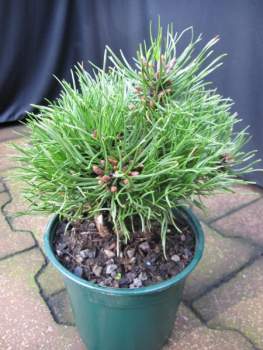 Pinus densiflora Edsal Wood - Japanische Zwergrotkiefer Edsal Wood - 15-20cm