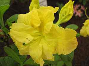 Rhododendron luteum "Yellow Cloud" 25-30