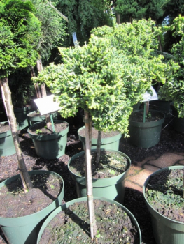 Preview: Chamaecyparis lawsoniana Bregeon - Scheinzypresse Bregeon - Veredelung auf einem 30 cm Stamm -