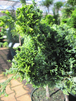 Preview: Chamaecyparis lawsoniana Bregeon - Scheinzypresse Bregeon - Veredelung auf einem 30 cm Stamm -
