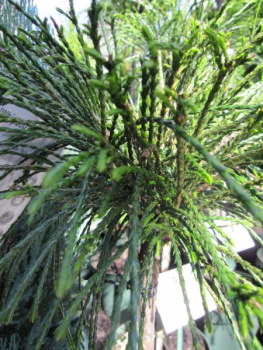 Preview: Thuja plicata Whipcord - Faden-Lebensbaum Whipcord - Veredelung auf einen Hochstamm