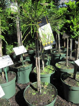 Preview: Thuja plicata Whipcord - Faden-Lebensbaum Whipcord - Veredelung auf einen Hochstamm