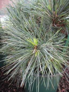 Pinus strobus Bergmanns Mini - Zwergseidenkiefer - Weymouthskiefer -  20-25cm