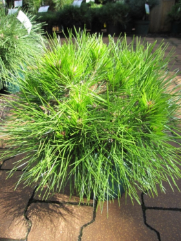 Pinus densiflora Low Glow - Japanische Zwergrotkiefer Low Glow - 20-25 cm