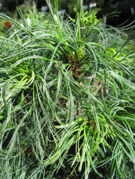 Pinus strobus Tiny Curls - Mädchenkiefer - Weymouthskiefer - 30-40 cm