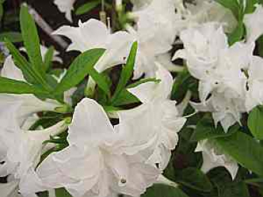 Rhododendron mixtum "Schneeköpfchen" (25cm-30cm)