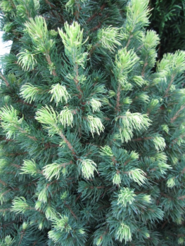 Picea glauca Rainbows End