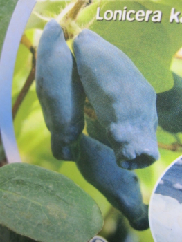 Sibirische Blaubeere Eisbär