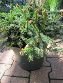 Preview: Picea abies Pusch