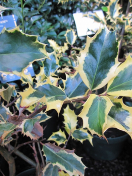 Ilex aquifolium Madame Briot - Stechpalme Madame Briot -  ca. 30-40 cm