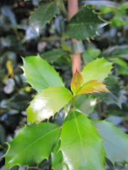 Ilex meservae heckenpracht