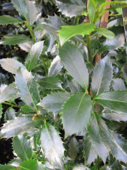 Preview: Ilex merservae Heckenpracht