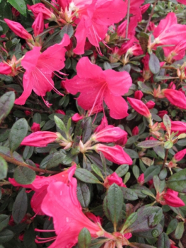 Rhododendron obtusum Arabesk - Japanische Azalee Arabesk 25-30 cm