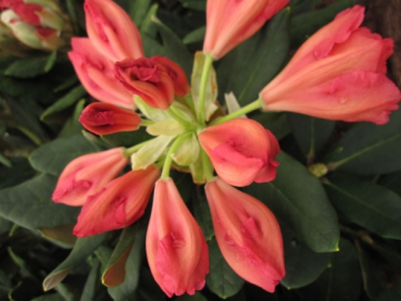 Preview: Rhododendron yakushimanum Valencia - Ball-Rhododendron Valencia